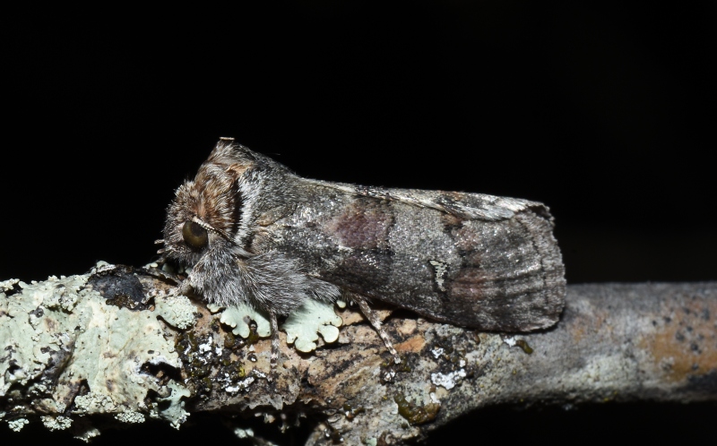 Asphalia ruficollis - Drepanidae